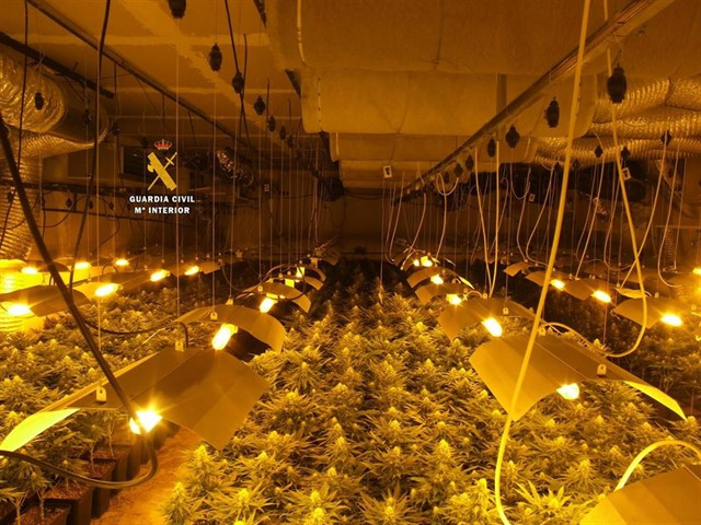 La Guardia Civil desmantela una plantación de marihuana en Ronda (Málaga) y detiene a tres personas